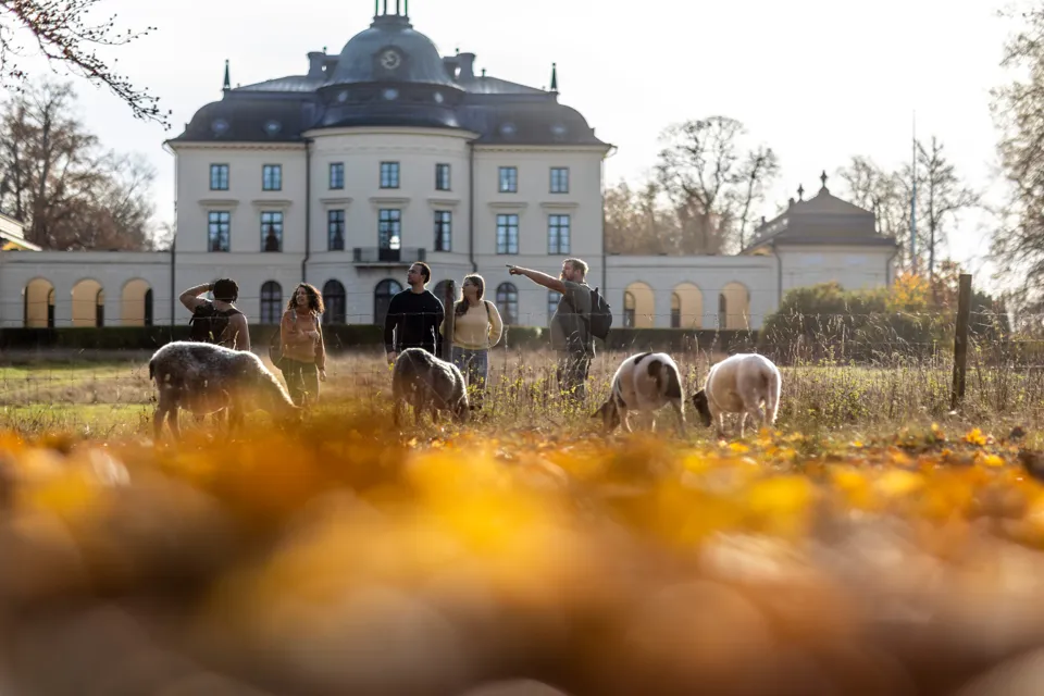 Vandrare och får framför slottet Bjärka_Säby